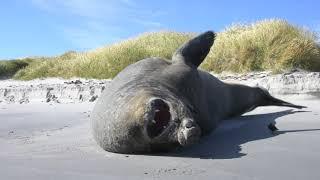 Sea Lion Island - Falkland Islands