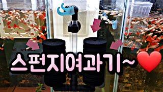 나의 스펀지 여과기 사용방법, how to use sponge water filter, 탱써니물생활