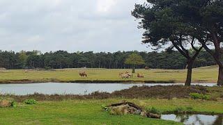   Beekse Bergen: 2 days Safari (Nederland, the Netherlands)