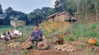 Full Video 1460 day building a farm, growing vegetables, raising livestock, live in the forest