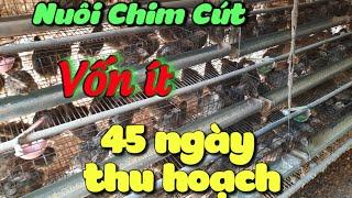 Mô hình nuôi chim cút cho người ít vốn,chi phí đầu tư thấp | khởi nghiệp TV