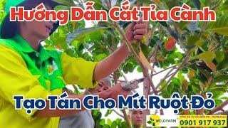 Hướng Dẫn Cắt Tỉa Cành Tạo Tán Mít Ruột Đỏ