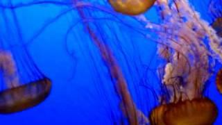 Lions mane jellyfish tank