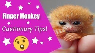 Laws Every Finger Monkey Owner Should Know