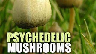 top 5 UK wild Magic mushrooms #magicmushrooms #UK #foraging #psychedelic