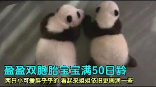 10月5日盈盈的双胞胎宝宝满50日龄，两只小可爱暴风式成长#panda #香港海洋公园 #大熊猫盈盈乐乐