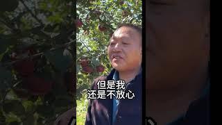 普通人要改变命运太难了，50岁四叔开播2小时才卖10单，再次失败了……四叔坚持不住要回家了……我的乡村生活 苹果熟了的季节 太难了