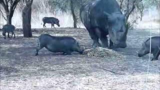 Who said pigs can't fly? Rhino vs Warthog