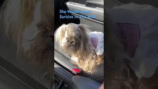  Pampered Shih Tzu Couldn’t Survive One Night Alone #shihtzu #pampereddog #funnydog #dogshort