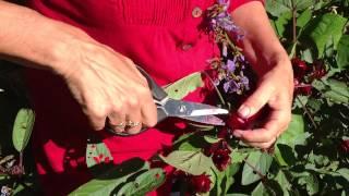 How to harvest rosellas