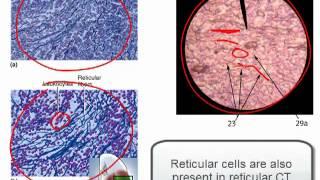 Connective Tissue Part 1