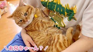 妹が泣くとすぐ駆け寄るお兄ちゃん猫の後ろ姿が愛おしすぎる！