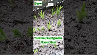 Growing Tuberose/Rajnigandha Flower Plant #photosynthesis#rajnigandha#tuberose