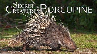 Secret Creatures: Porcupine  Nature's Quill Masters