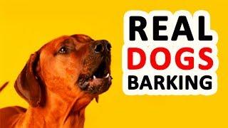 12 REAL DOG BARKING Sounds to Make your Dog go Crazy HD