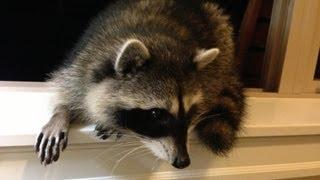 Cute Baby Raccoon Noises (increase volume to hear) - Closeup