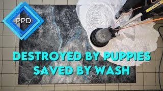 PPD - Destroyed by PUPPIES - ASMR Carpet Cleaning - Pranie dywanu