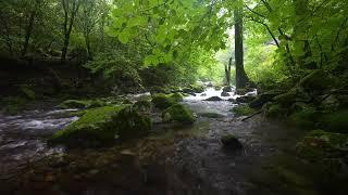 Peaceful Forest Sounds, Birds Chirping, Babbling Brook