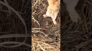 The rabbit mother gave birth to a small bunny, cute pet debut plan, rabbit, pastoral cute pet