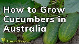 How to Grow Cucumbers in Australia