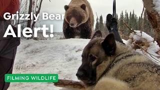 Filming Grizzly Bears Where No One Dared Before | Filming Wildlife in 4K