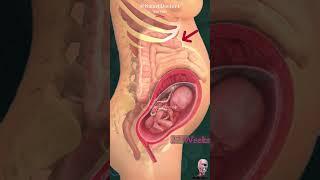 Pregnancy  & intestines in 17 sec.