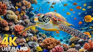 Under Red Sea 4K - Beautiful Coral Reef Fish in Aquarium, Sea Animals for Relaxation - 4K Video