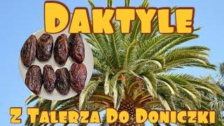 Daktyle - jak wysadzać ich nasiona. Z talerza do doniczki #daktyle  #nasiona #owoce