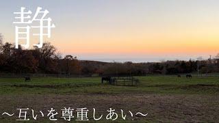 【繁殖牝馬　新たな集団誕生】  5頭が顔合わせ️️