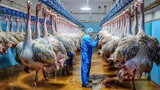 How Millions Of Ostriches Farm For Meat, Skin And Eggs in China  - Ostriches Eggs Harvest Technology