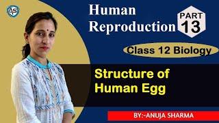 HUMAN REPRODUCTION (STRUCTURE OF HUMAN EGG)