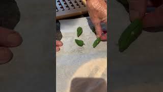 Hot Peppers- Microwave Method to Dry Out