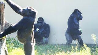 Gorillas Feeling Better | The Shabani's Group