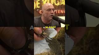 If Giant Skeletons Are Found Who is Hiding i? - Cody Tucker #jreclips #jre #giants #secrets