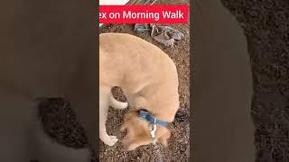 Alex going on Morning Walk #funny #trending #funnyshorts