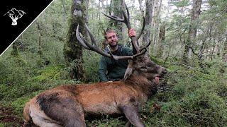 Public Land Roar 2020 | 13 Point Red Stag | Southland NZ