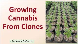 Growing Cannabis From Clones