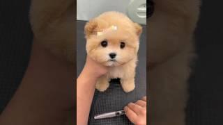 Cute puppy #cutepets #puppylovers #puppydog #doggy