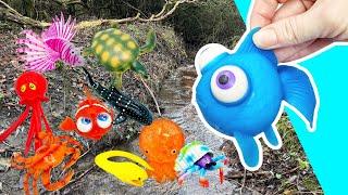 Learn Sea Animal Names & Fun Facts at the Stream for Kids: Jellyfish Whale Shark Crab