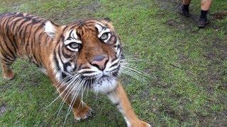 Tiger Island, Dreamworld, Gold Coast, Queensland