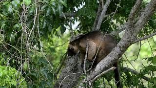 Lumholtz Tree-kangaroo in HD