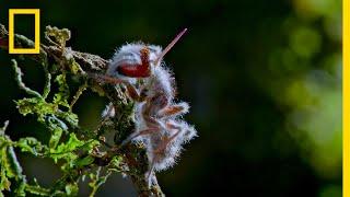 'Zombie' Parasite Cordyceps Fungus Takes Over Insects Through Mind Control | National Geographic