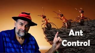 20 Ways to Get Rid of Ants Which Work and Which Don't?