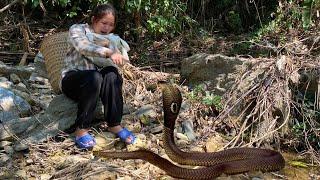 Single Mother In Danger After Being Attacked By Giant Snake - Engineer Asks Police to Find Ly Anh Ca