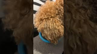 #love ️ #goodday  #drink #thirsty  #puppy #happy #funny #funnyvideo #cool  