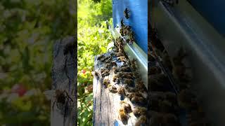 Diligent Ukrainian Honeybees are bringing nectar to Ukrainian Beehive to produce tasty honey.