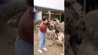 Wow Ostrich Farm ! I'm Happy Working at Ostriches farm #Feedingostriches #ostrich #short36