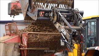 JCB-Holmer / Rübenverladung - Loading Beets