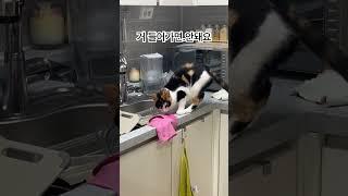 #고양이 #나오세요 #냥펀치 #냥아치 #벼리 #랄랄