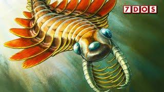 A New Species of Anomalocaris Relative Has Been Discovered